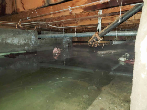 Best Flooded house restoration  in Cayuga, IN